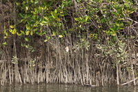 Canon EOS 5D Mark II, 2014:07:19 14:26:51 -- 1/80 sec, f/10.0.  No Flash, Compulsory.5616x3744 Off.