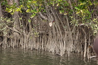 Canon EOS 5D Mark II, 2014:07:19 14:27:16 -- 1/80 sec, f/9.0.  No Flash, Compulsory.5616x3744 Off.