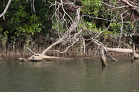 Canon EOS 5D Mark II, 2014:07:19 14:28:13 -- 1/80 sec, f/8.0.  No Flash, Compulsory.5616x3744 Off.