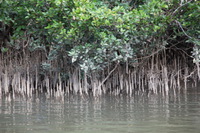 Canon EOS 5D Mark II, 2014:07:19 14:29:11 -- 1/80 sec, f/5.0.  No Flash, Compulsory.5616x3744 Off.