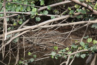 Canon EOS 5D Mark II, 2014:07:19 14:35:01 -- 1/80 sec, f/8.0.  No Flash, Compulsory.5616x3744 Off.