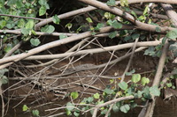 Canon EOS 5D Mark II, 2014:07:19 14:35:21 -- 1/80 sec, f/7.1.  No Flash, Compulsory.5616x3744 Off.