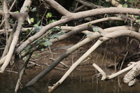 Canon EOS 5D Mark II, 2014:07:19 14:35:28 -- 1/80 sec, f/8.0.  No Flash, Compulsory.5616x3744 Off.