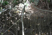 Canon EOS 5D Mark II, 2014:07:19 14:35:44 -- 1/80 sec, f/4.5.  No Flash, Compulsory.5616x3744 Off.