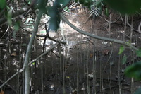 Canon EOS 5D Mark II, 2014:07:19 14:36:02 -- 1/80 sec, f/4.0.  No Flash, Compulsory.5616x3744 Off.