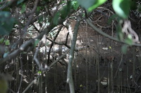 Canon EOS 5D Mark II, 2014:07:19 14:36:07 -- 1/80 sec, f/4.0.  No Flash, Compulsory.5616x3744 Off.