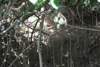 Canon EOS 5D Mark II, 2014:07:19 14:36:30 -- 1/80 sec, f/4.0.  No Flash, Compulsory.5616x3744 Off.