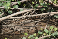 Canon EOS 5D Mark II, 2014:07:19 14:37:04 -- 1/80 sec, f/11.0.  No Flash, Compulsory.5616x3744 Off.