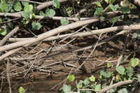 Canon EOS 5D Mark II, 2014:07:19 14:37:06 -- 1/80 sec, f/10.0.  No Flash, Compulsory.5616x3744 Off.