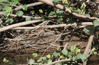 Canon EOS 5D Mark II, 2014:07:19 14:37:21 -- 1/80 sec, f/11.0.  No Flash, Compulsory.5616x3744 Off.