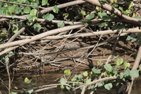 Canon EOS 5D Mark II, 2014:07:19 14:37:22 -- 1/80 sec, f/11.0.  No Flash, Compulsory.5616x3744 Off.