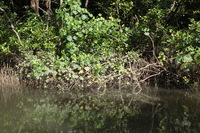 Canon EOS 5D Mark II, 2014:07:19 14:38:39 -- 1/80 sec, f/10.0.  No Flash, Compulsory.5616x3744 Off.