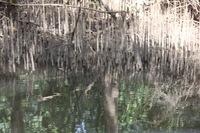 Canon EOS 5D Mark II, 2014:07:19 14:39:05 -- 1/80 sec, f/5.0.  No Flash, Compulsory.5616x3744 Off.