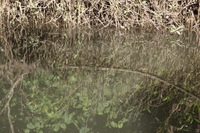 Canon EOS 5D Mark II, 2014:07:19 14:39:24 -- 1/80 sec, f/9.0.  No Flash, Compulsory.5616x3744 Off.