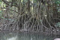 Canon EOS 5D Mark II, 2014:07:19 14:39:39 -- 1/80 sec, f/4.0.  No Flash, Compulsory.5616x3744 Off.