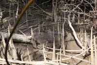 Canon EOS 5D Mark II, 2014:07:19 14:41:05 -- 1/80 sec, f/6.3.  No Flash, Compulsory.5616x3744 Off.