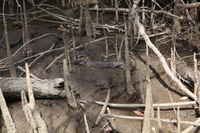 Canon EOS 5D Mark II, 2014:07:19 14:41:13 -- 1/80 sec, f/6.3.  No Flash, Compulsory.5616x3744 Off.