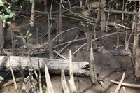 Canon EOS 5D Mark II, 2014:07:19 14:41:16 -- 1/80 sec, f/6.3.  No Flash, Compulsory.5616x3744 Off.