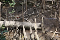 Canon EOS 5D Mark II, 2014:07:19 14:41:19 -- 1/80 sec, f/6.3.  No Flash, Compulsory.5616x3744 Off.