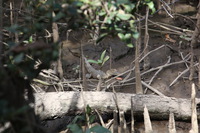 Canon EOS 5D Mark II, 2014:07:19 14:41:23 -- 1/80 sec, f/5.6.  No Flash, Compulsory.5616x3744 Off.