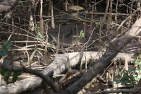 Canon EOS 5D Mark II, 2014:07:19 14:41:43 -- 1/80 sec, f/7.1.  No Flash, Compulsory.5616x3744 Off.