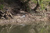 Canon EOS 5D Mark II, 2014:07:19 14:44:07 -- 1/80 sec, f/8.0.  No Flash, Compulsory.5616x3744 Off.