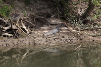 Canon EOS 5D Mark II, 2014:07:19 14:44:10 -- 1/80 sec, f/8.0.  No Flash, Compulsory.5616x3744 Off.