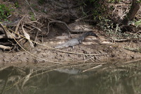 Canon EOS 5D Mark II, 2014:07:19 14:44:12 -- 1/80 sec, f/8.0.  No Flash, Compulsory.5616x3744 Off.