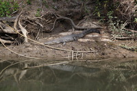 Canon EOS 5D Mark II, 2014:07:19 14:44:19 -- 1/80 sec, f/7.1.  No Flash, Compulsory.5616x3744 Off.