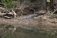 Canon EOS 5D Mark II, 2014:07:19 14:44:28 -- 1/80 sec, f/7.1.  No Flash, Compulsory.5616x3744 Off.