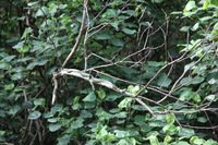 Canon EOS 5D Mark II, 2014:07:19 14:49:04 -- 1/80 sec, f/4.5.  No Flash, Compulsory.5616x3744 Off.