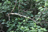 Canon EOS 5D Mark II, 2014:07:19 14:49:08 -- 1/80 sec, f/4.0.  No Flash, Compulsory.5616x3744 Off.