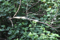 Canon EOS 5D Mark II, 2014:07:19 14:49:15 -- 1/80 sec, f/4.5.  No Flash, Compulsory.5616x3744 Off.