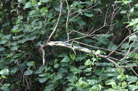 Canon EOS 5D Mark II, 2014:07:19 14:49:23 -- 1/60 sec, f/4.0.  No Flash, Compulsory.5616x3744 Off.