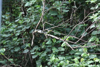 Canon EOS 5D Mark II, 2014:07:19 14:49:28 -- 1/60 sec, f/4.5.  No Flash, Compulsory.5616x3744 Off.