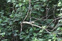 Canon EOS 5D Mark II, 2014:07:19 14:49:41 -- 1/60 sec, f/4.5.  No Flash, Compulsory.5616x3744 Off.