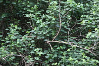 Canon EOS 5D Mark II, 2014:07:19 14:50:28 -- 1/60 sec, f/4.0.  No Flash, Compulsory.5616x3744 Off.