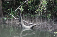 Canon EOS 5D Mark II, 2014:07:19 14:51:35 -- 1/60 sec, f/4.0.  No Flash, Compulsory.5616x3744 Off.