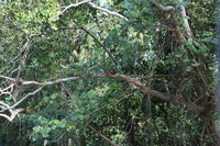 Canon EOS 5D Mark II, 2014:07:19 14:52:33 -- 1/60 sec, f/4.0.  No Flash, Compulsory.5616x3744 Off.