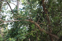 Canon EOS 5D Mark II, 2014:07:19 14:52:44 -- 1/60 sec, f/4.0.  No Flash, Compulsory.5616x3744 Off.