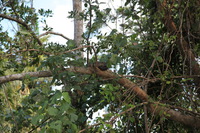 Canon EOS 5D Mark II, 2014:07:19 14:52:55 -- 1/60 sec, f/5.6.  No Flash, Compulsory.5616x3744 Off.