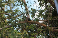 Canon EOS 5D Mark II, 2014:07:19 14:53:06 -- 1/60 sec, f/7.1.  No Flash, Compulsory.5616x3744 Off.