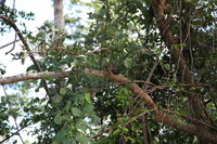 Canon EOS 5D Mark II, 2014:07:19 14:53:48 -- 1/60 sec, f/4.5.  No Flash, Compulsory.5616x3744 Off.