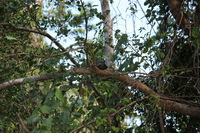 Canon EOS 5D Mark II, 2014:07:19 14:54:01 -- 1/60 sec, f/5.6.  No Flash, Compulsory.5616x3744 Off.