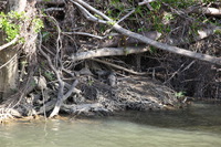 Canon EOS 5D Mark II, 2014:07:19 15:00:38 -- 1/60 sec, f/6.3.  No Flash, Compulsory.5616x3744 Off.