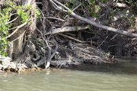 Canon EOS 5D Mark II, 2014:07:19 15:00:42 -- 1/60 sec, f/6.3.  No Flash, Compulsory.5616x3744 Off.