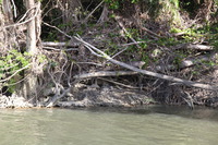 Canon EOS 5D Mark II, 2014:07:19 15:01:03 -- 1/60 sec, f/6.3.  No Flash, Compulsory.5616x3744 Off.