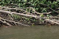 Canon EOS 5D Mark II, 2014:07:19 15:06:17 -- 1/60 sec, f/13.0.  No Flash, Compulsory.5616x3744 Off.