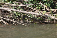 Canon EOS 5D Mark II, 2014:07:19 15:06:37 -- 1/60 sec, f/11.0.  No Flash, Compulsory.5616x3744 Off.