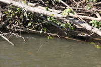 Canon EOS 5D Mark II, 2014:07:19 15:06:58 -- 1/60 sec, f/10.0.  No Flash, Compulsory.5616x3744 Off.